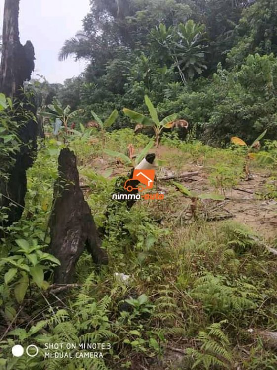 Terrains à vendre à Dibamba (kendek)