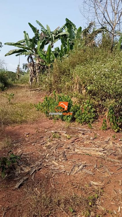 Terrain titré à vendre à Yaoundé Nkolondom