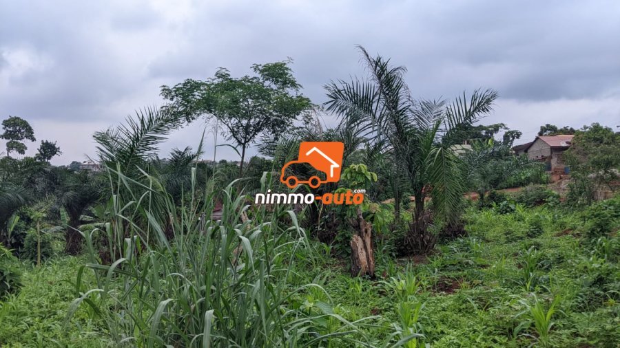 TERRAIN A VENDRE A NKOABANG