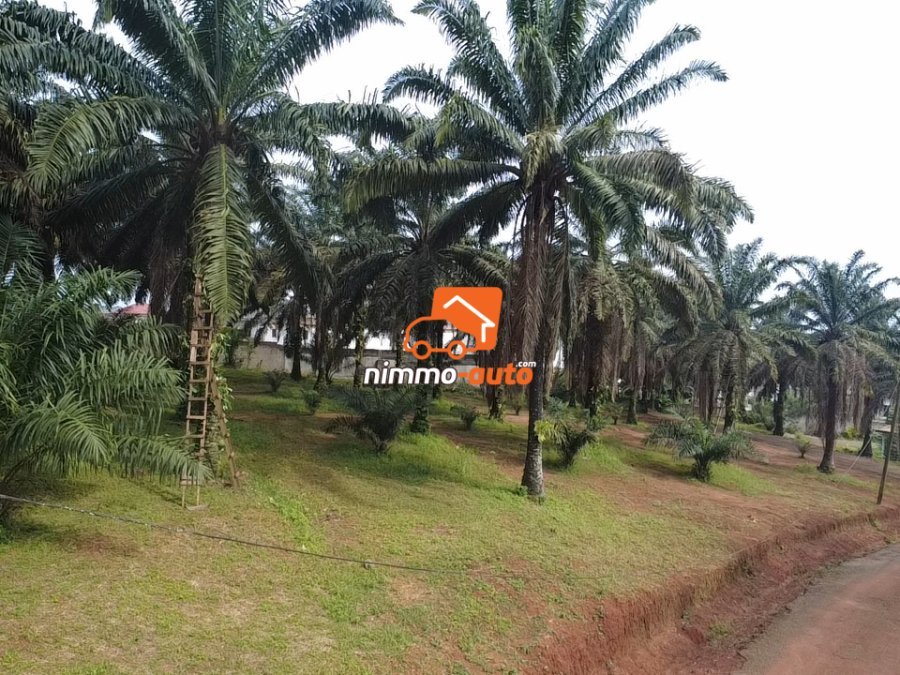 TERRAIN A VENDRE A ODZA PETIT MARCHE