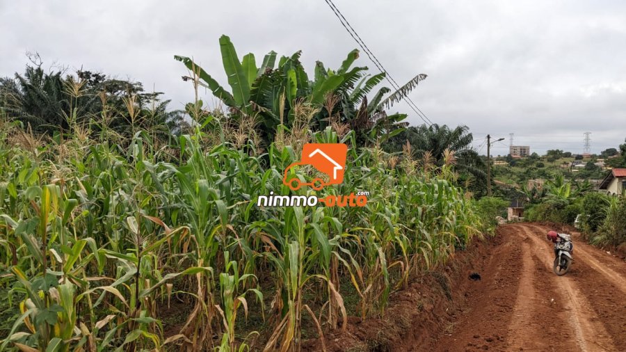 Terrain a vendre du côté de Nyom